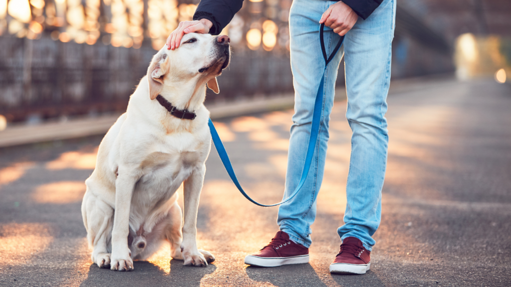 Walk Your Dog