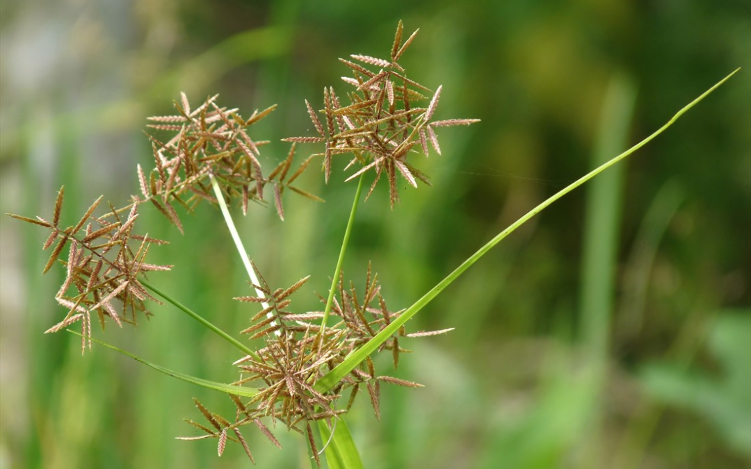 6 Effective Nutgrass Killers