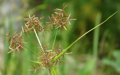 6 Effective Nutgrass Killers