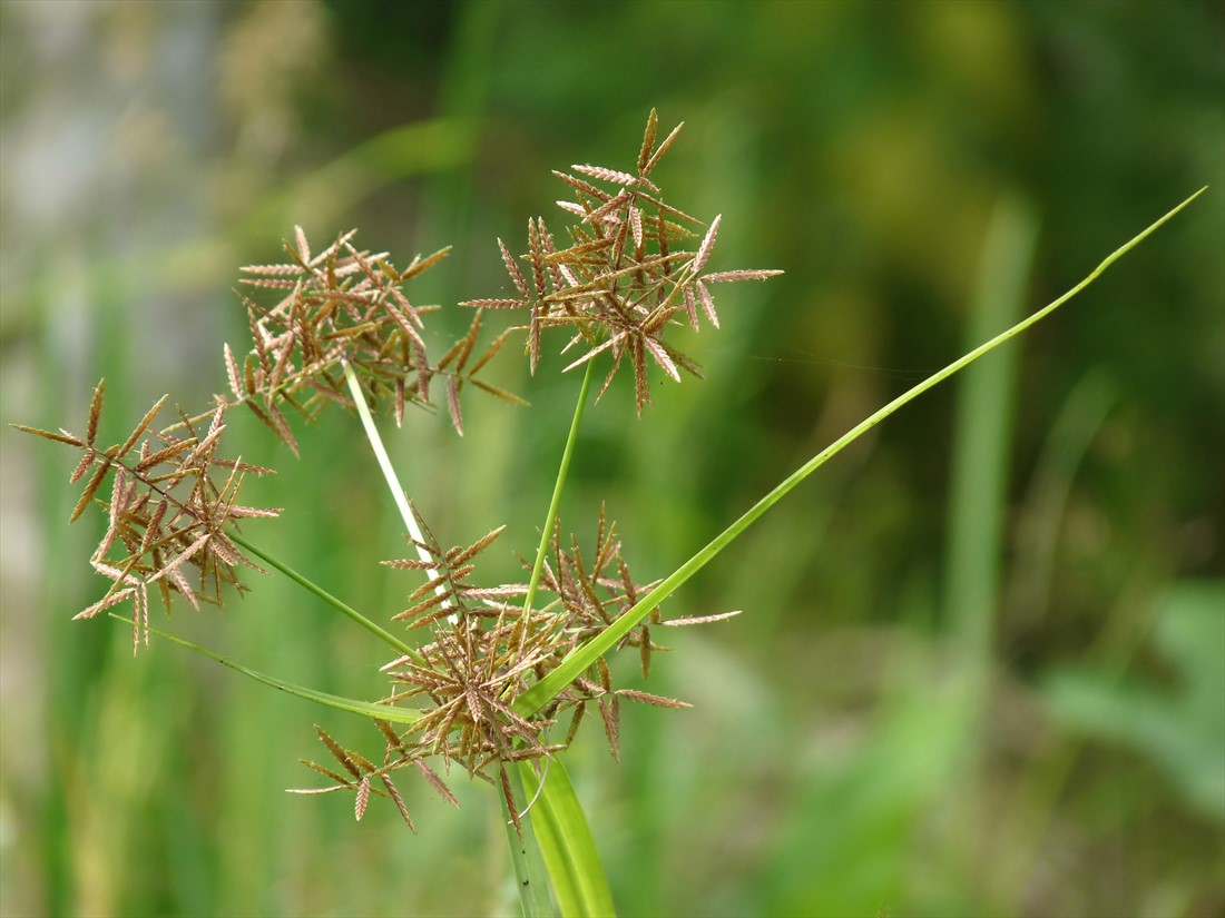 What Is Nutgrass?