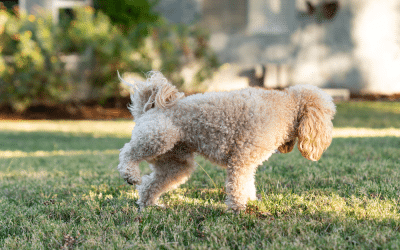 News 9 5 Practical Tips to Prevent Dog Pee Killing Grass