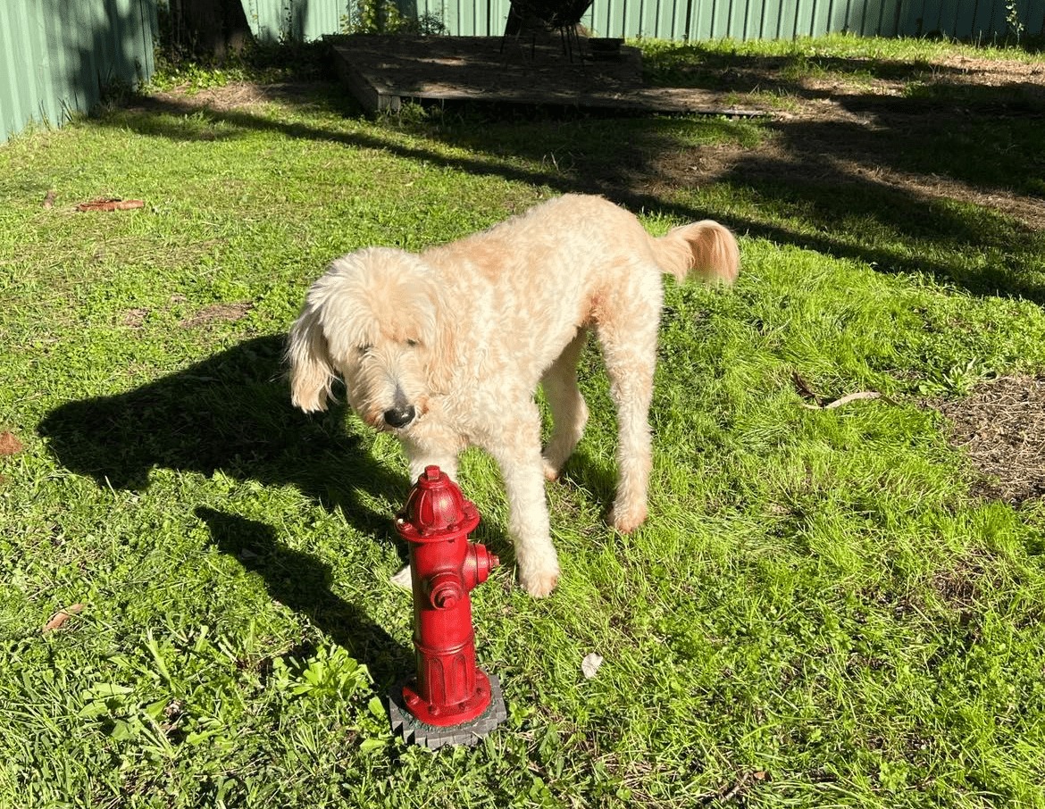 A Dog Pee Post