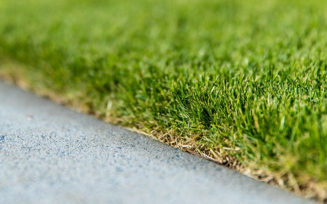 Sir Grange Zoysia Ground Preparation