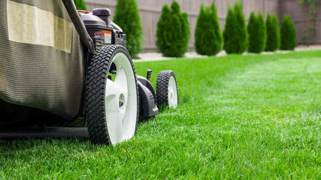Mowing Buffalo Turf