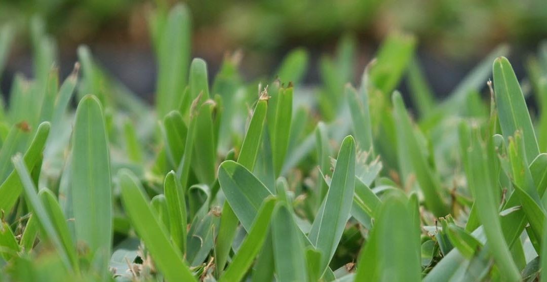 Palmetto vs Sir Walter: Choosing the Best Grass for Your Lawn