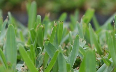 News 1 Palmetto vs Sir Walter: Choosing the Best Grass for Your Lawn