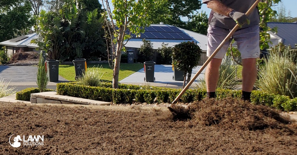 Problems with Sir Walter Buffalo Grass 4 Your ultimate guide to turf underlay