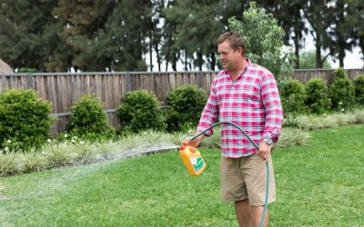 News 7 When to Weed and Feed Buffalo Lawn