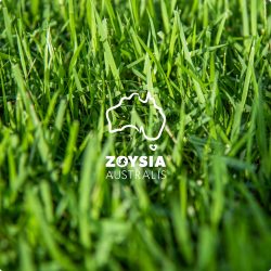 Compare Lawns 6 Zoysia Australis Lawn Solutions Australia