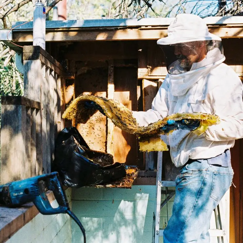 2 bee extermination