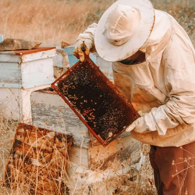 4 bee keeping