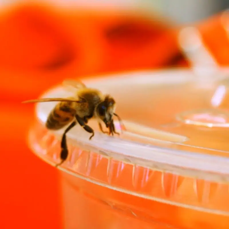 1 bee in a cup