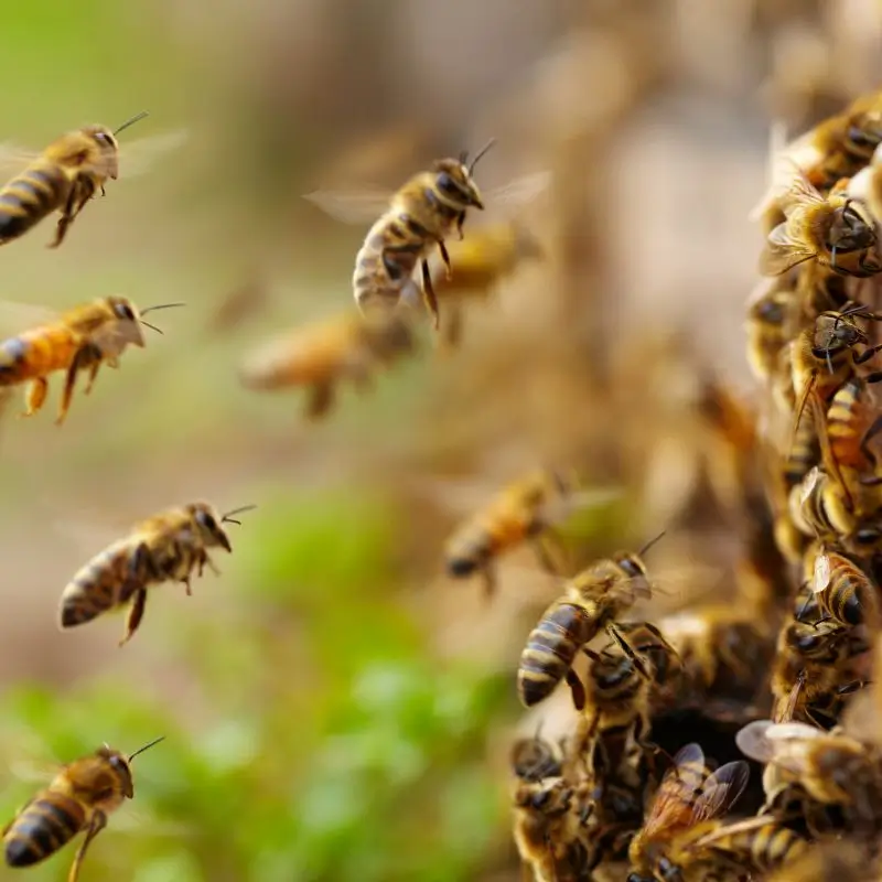 3 flying bees