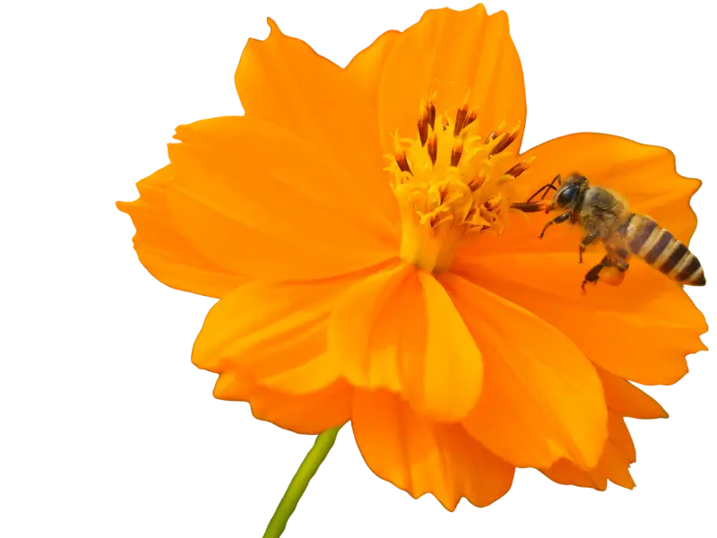 forager bee forager bee