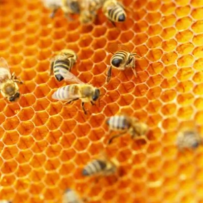 honey bee