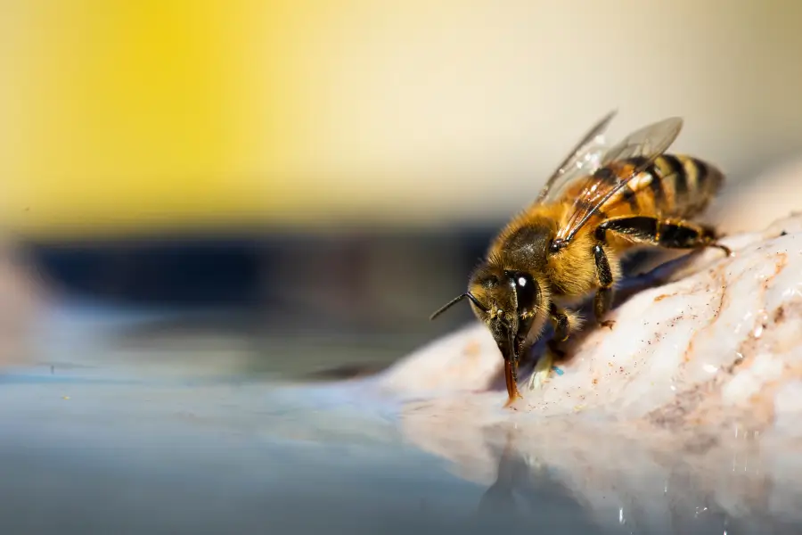 Drinking bee Drinking bee