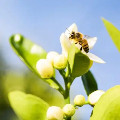 bee on a flower