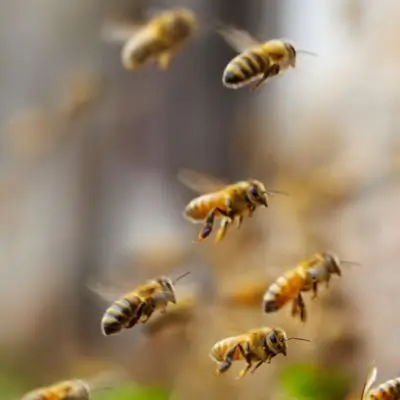 bees flying