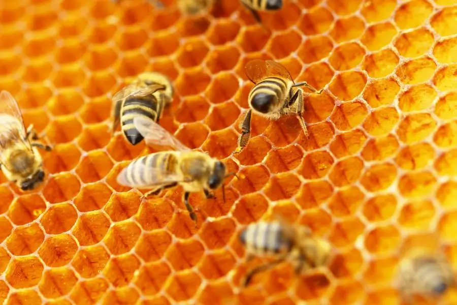 bees bees