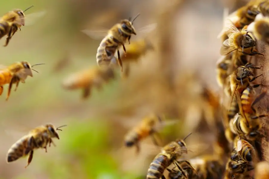 bees_1 bees_1