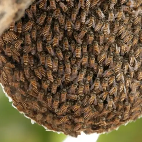 beehive