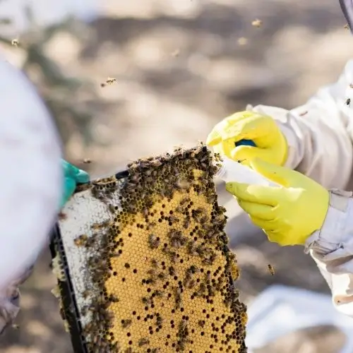 bees_2
