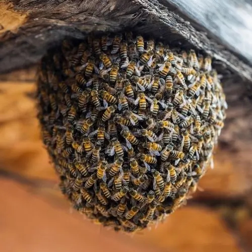 bees hives