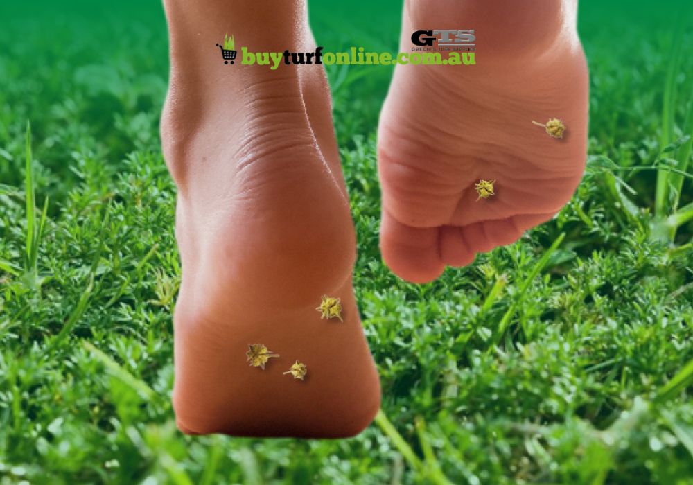Summer Lawn Weeds: Prevention and Management 1 Famous for its fine spiky seed heads that turn your lawn into a minefield