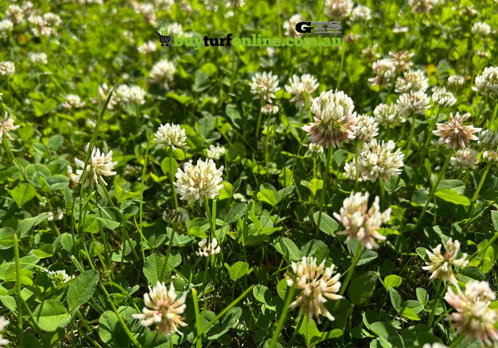 Summer Lawn Weeds: Prevention and Management 2 Its trifoliate green leaves and tiny white flowers are easy to spot