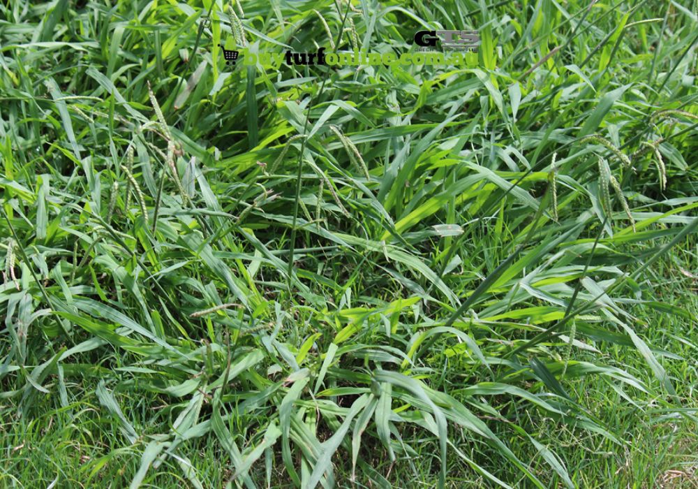 Summer Lawn Weeds: Prevention and Management 5 This annual weed is a warm-season invader with light green leaves and slightly folded leaf blades