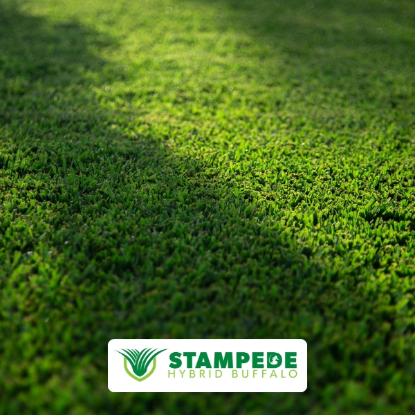 Stampede Hybrid Buffalo Outperforms the Competition