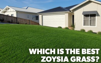 Which Zoysia Lawn is Right For Your Home?
