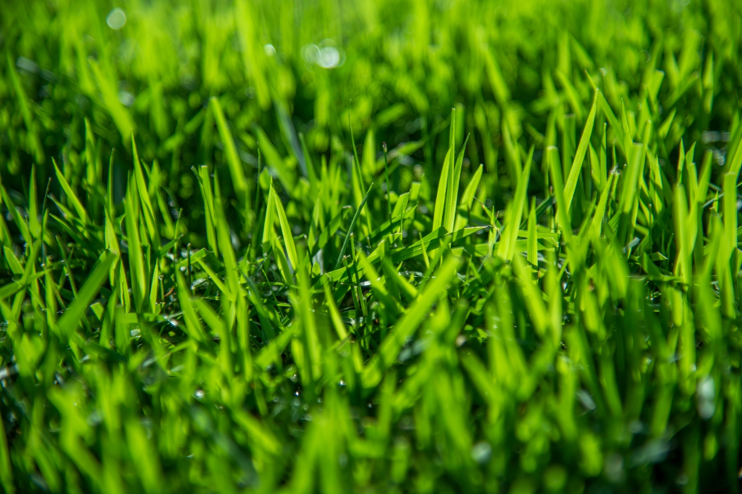 Zoysia closeup