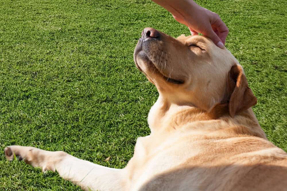 High-Wear Turf Sydney: Best Grass for Kids, Dogs & Heavy Foot Traffic