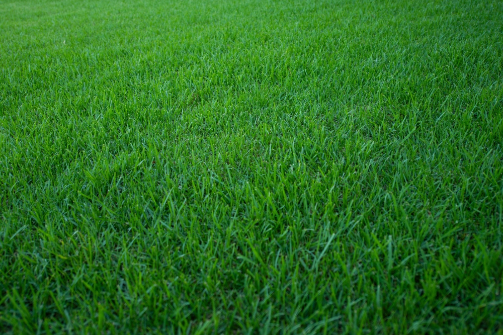 What is the Best Grass for a Lawn? A Complete Guide to Top Choices 5 Eureka Kikuya - High traffic or larger areas