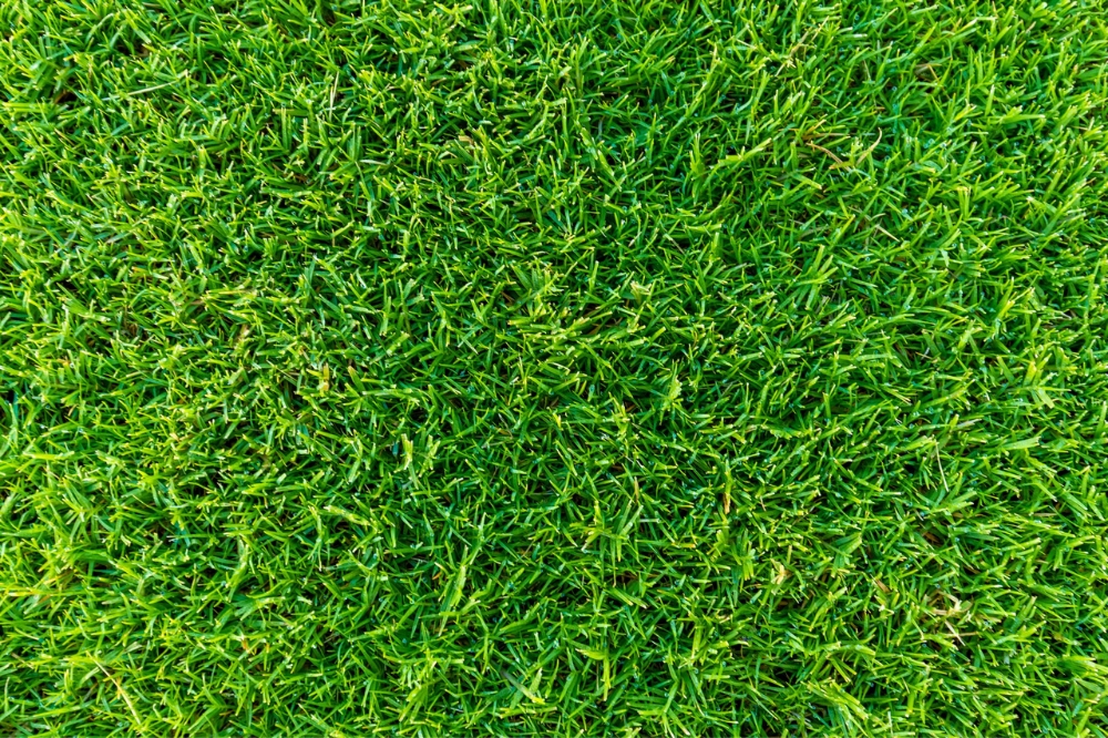 What is the Best Grass for a Lawn? A Complete Guide to Top Choices 4 Sir Grange Zoysia