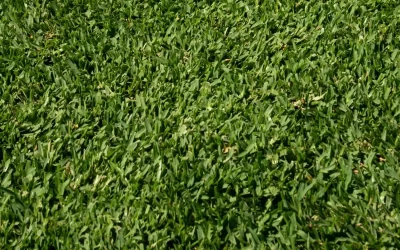 Stampede Hybrid Turf: Everything You Need to Know Before It Hits the Market (2026 Guide)